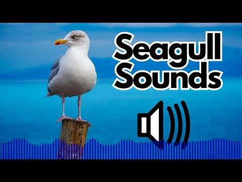 Free Seagull Sound Effects | No Copyright