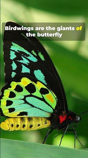 #9 Birdwing | Worlds Most Beautiful Butterflies