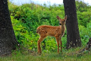 Hitting a Deer & Your Car Insurance Coverage