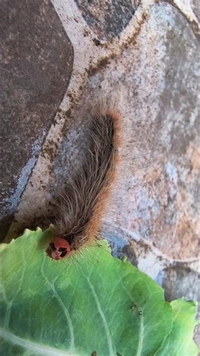 শুয়োপোকা ( অজানা তথ্য ) | Caterpillar | VIGYAN SHIKSHA | #science #insects