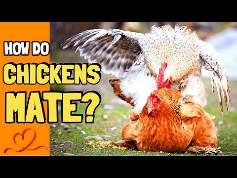 When Roosters Get Romantic :The Fascinating World of Chicken Mating: