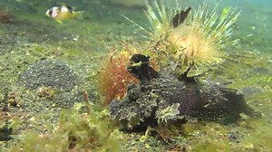 spiny devilfish kills prey by devouring it in one piece. A second fish survives by hiding between the spikes of a radiant sea urchin