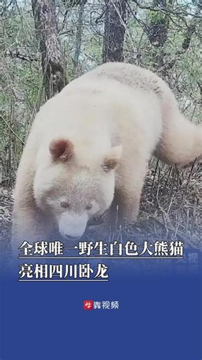珍稀身影再度现身 全球唯一野生白色大熊猫亮相四川卧龙 5月22日，#大熊猫 国家公园卧龙片区公布全球唯一野生白色大熊猫近三年的野外活动影像。该影像记录不仅为罕见#白化野生大熊猫 生态研究补充了宝贵野外动态资料，也再度印证了四川卧龙自然保护区优良、稳定的野生大熊猫栖息地生态环境。