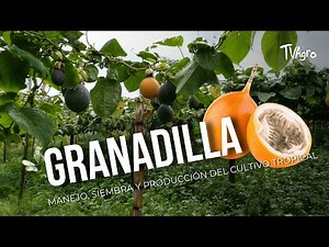 Granadilla: Management, Planting and Production of the Tropical Crop - TvAgro by Juan Gonzalo Angel