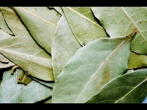Growing Bay Leaf