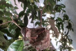 78K views · 7.2K reactions | Mira & Marley Fledged! Mira: 5/26/20...