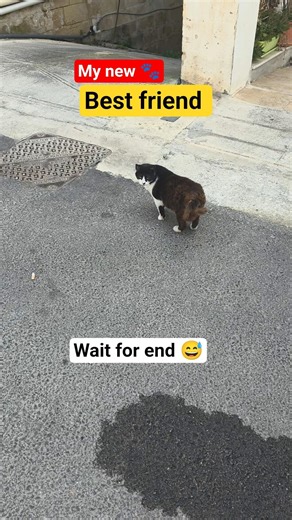 My New Best Friend! 🐾 | Cute Cat Moments