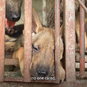 2.2K reactions · 132 shares | Are YOU an animal lover? 﫵 Do you...