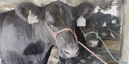 Dairy cattle no longer required to be tested for Bird Flu before entering Iowa’s county fairs