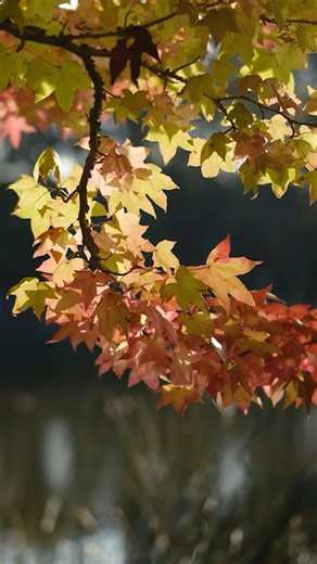 Chasing Waterfalls: Epic Southern Highlands Adventure