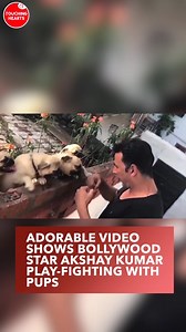 1.2M views · 48K reactions | Adorable video shows Bollywood star Akshay Kumar play-fighting with pups | Touching Hearts | Facebook