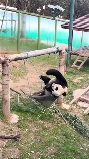 Cute & Funny Panda Moments 😂🐼 #shorts