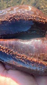 How To Clean A Sea Cucumber