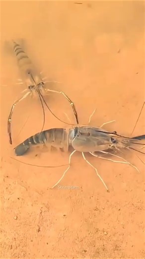 Why Spearfishing in Florida is Dangerous! #spearfishing #fishing