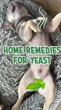 Home remedies for Yeast in Dogs and Cats. #YeastInfection #NaturalRemedies #DogCareTips #PetHealth