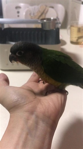 Happy Elmo (@happy.elmo3)’s videos with So Cute - Kim Sung Hwan