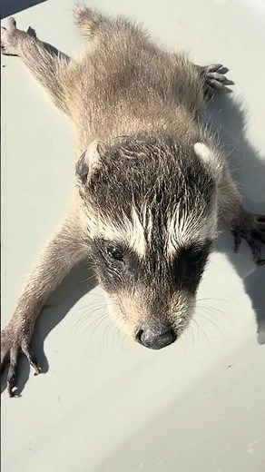 【貴重映像📸】アライグマの赤ちゃんを捕獲してみた #shorts #アライグマ #赤ちゃん #鳴き声