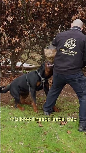 You don’t own a Rottweiler… you earn it #dogtraining #dogbreeds #dog
