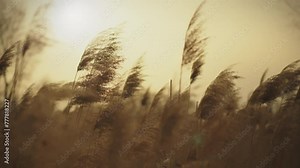 On a morning autumn day the steppe grass sways under the light touch of the wind, creating patterns against the background of nature. The warm rays of the sun highlight the beauty of the swaying stems