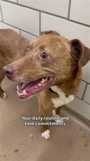 How do I know which pet is right for me?