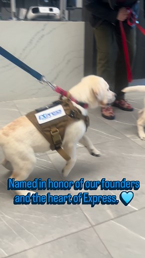 They may be small in size, but Bobbie Sue and Billie Jo carry a big legacy. Named after our founders, Bob Funk Sr. and Bill Stoller, these pups represent the heart and history of Express. Thank you to our friends, @honoringamericaswarriors, for this heartfelt tribute. We’re proud to support a mission rooted in service, compassion, and community. Tiny paws, big purpose. ❤️ | Express Employment International