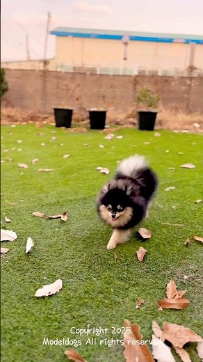 Meet the Stunning Black & Tan Pomeranian!