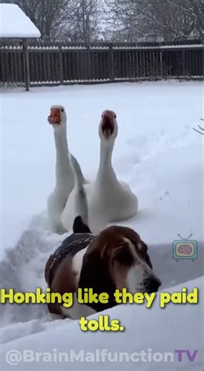 Basset Gets Stuck… Geese Get MAD 😭