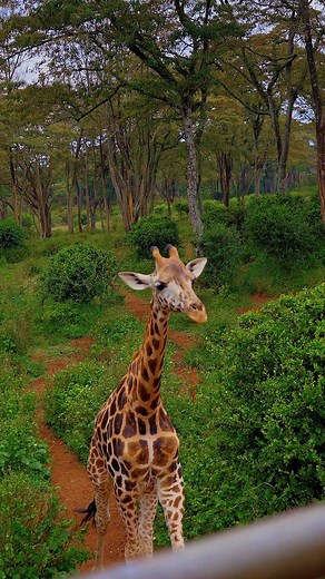 420K views · 2.2K reactions | Giant specs. Wild unboxing. The new #REDMI15 isn’t here to play — it’s here to flex. Power meets style, and the crowd goes wild. Get it from our #XiaomiBlackFriday campaign and enter into our lucky draw, stand a chance of winning any of our 900 gifts including Xiaomi 100" TV Learn more; mi.com/ke #SmartLifeSmarterDeals #REDMI15C | Xiaomi Kenya | Facebook