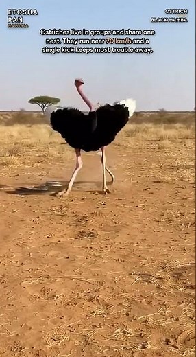 The Ostrich Runs at 70 km/h and Shares One Nest