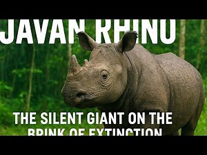 Javan Rhino | The Rarest Animal on Earth | Silent Giant on the Brink of Extinction