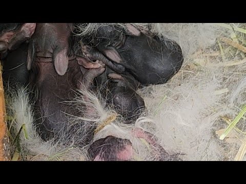 Baby Rabbits Born on the Ranch | Resting, Breathing, Natural Sounds