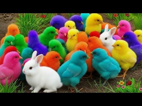 Ayam Lucu, ayam warna warni, ayam rainbow, kelinci lucu, bebek lucu, ikan koi, Hewan Lucu