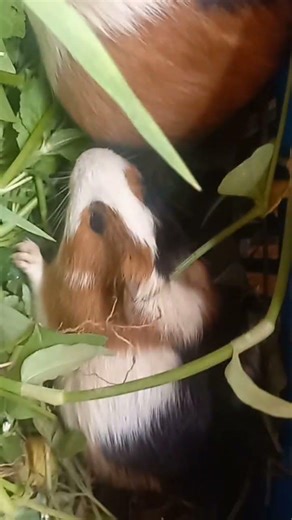 they keep growing in numbers...