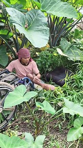 449K views · 33K reactions | Hello ma'am sir maayong buntag are nasad ta mag hakbas sa gabehan #hastag #StarsEverywhere #StarSender | Zaldy Suete | Facebook