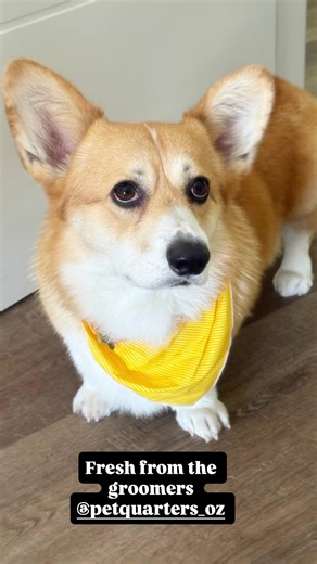 This VIP (Very Important Pet) looks extra dashing ✨🐾 Fresh from a grooming session and ready to turn heads. Thanks for the tag — we love being part of your pet’s pamper day 🐾 #ItsAPetsLife #PETQuarters #VIP @kris_kobi2.0 | PETQuarters