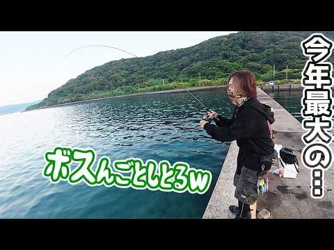 A huge one attacked me at the breakwater on a remote island!!!