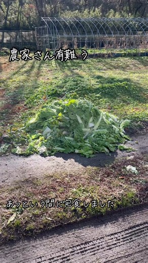 新鮮な白菜をニワトリが完食！農家さんに感謝