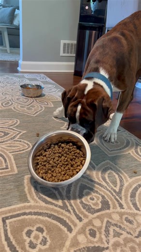 Cooper's Mealtime Manners: A Boxer's Behavior