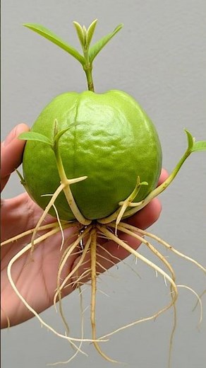 How to Grow Guava Tree from Guava Seeds Naturally | Home Gardening Tips