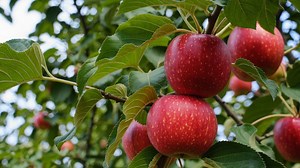 Red, Apples, Apple Tree. Free Stock Video