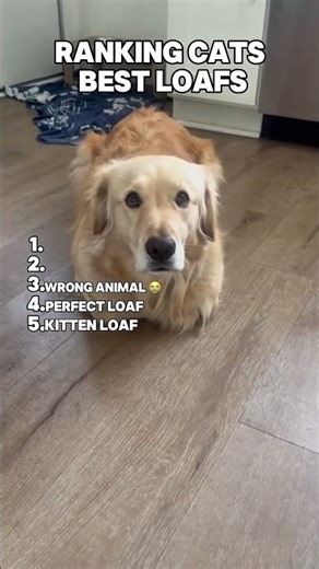 Best Cat Loafs #cat #trending