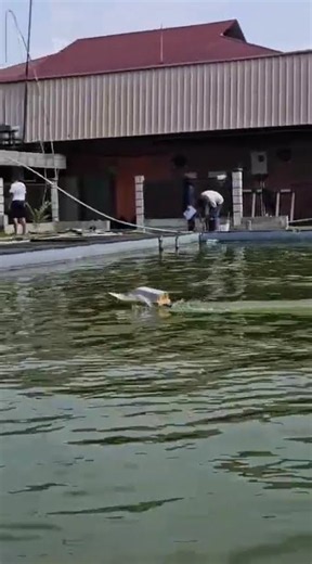 Remote-Controlled Boat Water Test | Final Prototype Demonstration