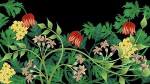 Growing plants and vines animation on black background with luma matte (alpha channel), with copy space. Also see this version: 1070619424, where the plants continue to move, as in a gentle breeze.