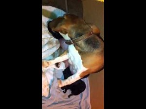 Beagle giving birth