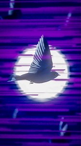 Liberté, transition et fortune. Découvrez la nouvelle famille Speedbird. Créé pour la première fois en 1949, l’iconique motif “Speedbird” a parcouru un long chemin - dans la mémoire comme dans sa signification. Connu en Afrique de l’Ouest sous les noms de “Air Afrique”, “Eneke” ou “L’Hirondelle”, le célèbre motif reprend son envol. Son mouvement en directions opposées joue avec le contraste et la fluidité. En savoir plus sur vlisco.com **** Freedom, transition, and fortune. Introducing the new S