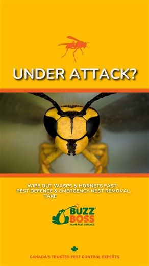 241K views · 80 reactions |  WIPE OUT WASPS FAST - Emergency Nest...