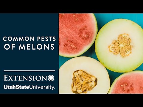 Common Melon Pests