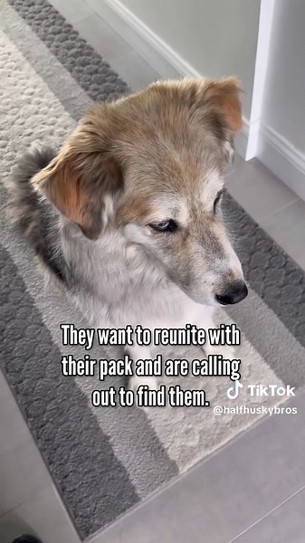 Let us sing you the song of our people. 🎶🐺 #ad @ZoetisPetcare I love it when Champ and Tyson howl. That is, as long as they are not howling because they are in distress. Howling is part of normal dog communication and a behavior that they inherited from their ancestors. Tyson will howl on demand by asking, “where’s daddy?” or saying, “call daddy home.” Champ always howls in response to Tyson’s howl. He also howls when he wants treats or wants you to play with him. Some breeds like huskies howl