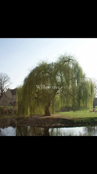 Willow Tree Facts and Features