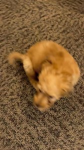 We invited one of our furry friends over to test out some activities that we will be having at our ☀️ Dog Days of Summer ☀️ event! Let's just say... we think he approves ☺ Join us August 2nd from 9:30am - 1pm! There will be: 🦴 Pet Vendors & Activities for your dogs 🦴 Free engraving voucher with purchase of a YETI bowl (while vouchers last) 🦴 Southwest Oasis Lab Rescue & Follow Your Heart Rescue will be on site with dogs looking to find their fur-ever home 🏡 🐾 Will we be seeing you and your 